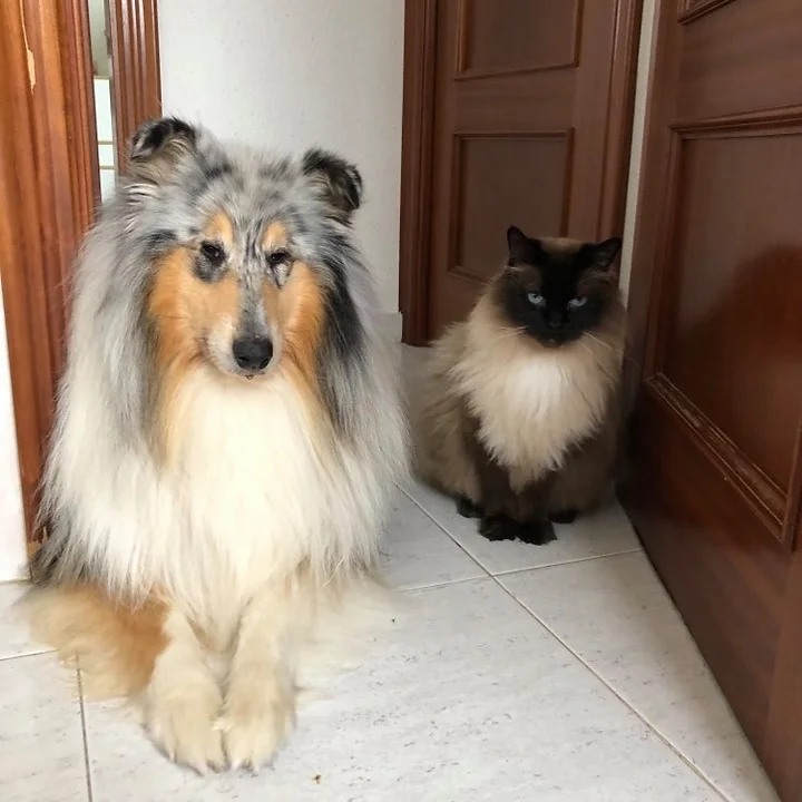 chiens et chats