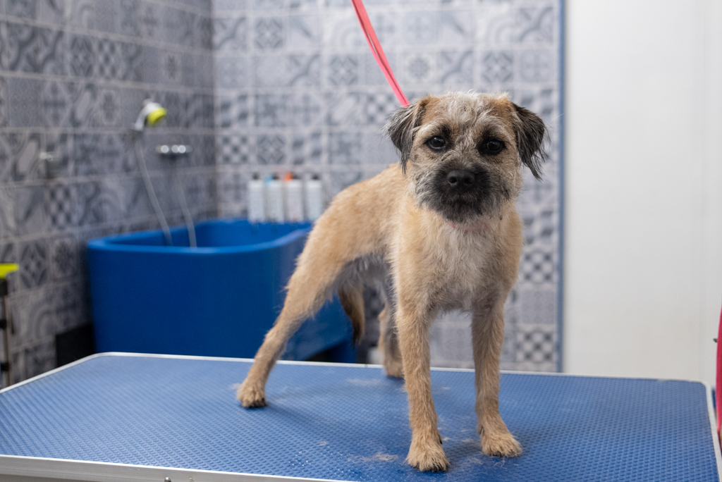 Salon toilettage border terrier