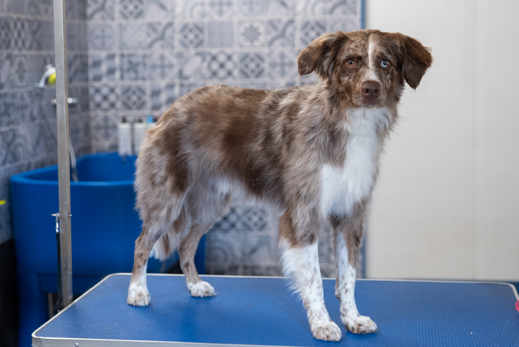 Salon toilettage berger australien