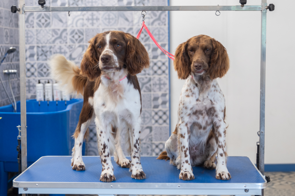 Springer Spaniel