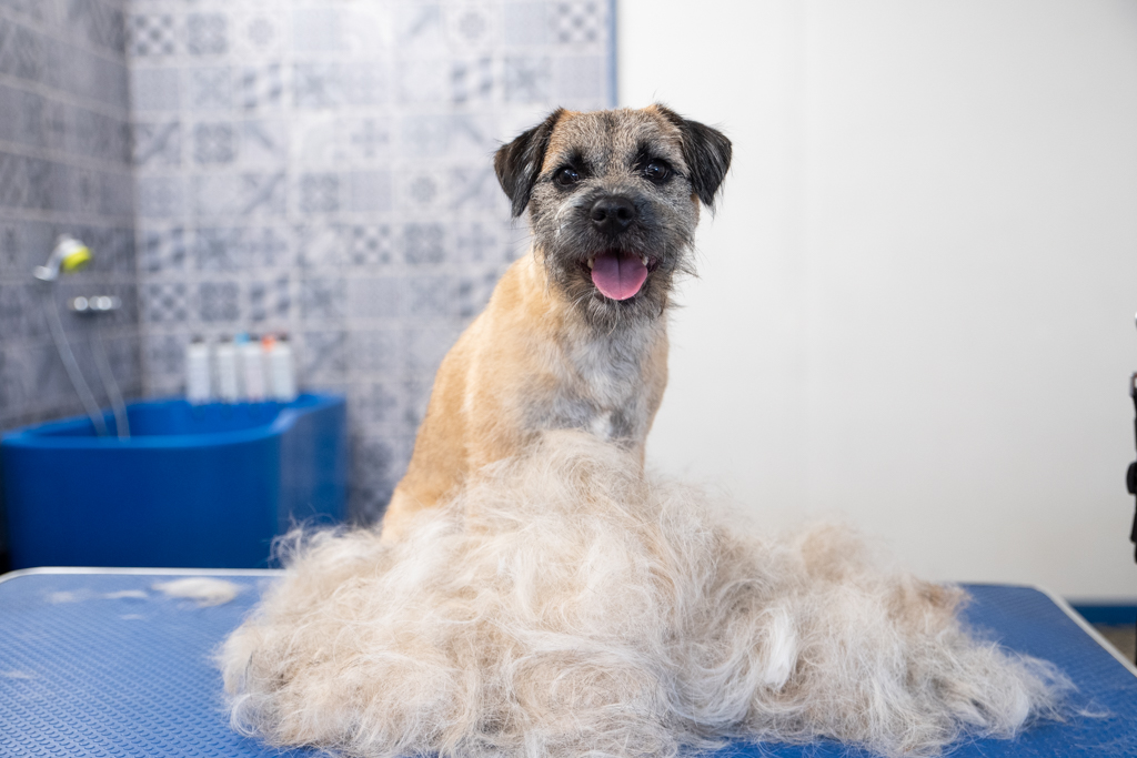 Salon toilettage border terrier