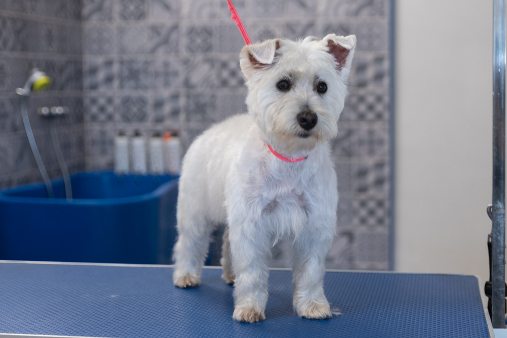 Toilettage westie